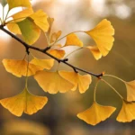 Le Ginkgo Biloba, bien plus qu&rsquo;un logo